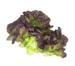 Oakleaf Lettuce - 12x1