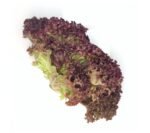 Lollo Rosso Lettuce - 12x1