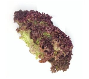 Lollo Rosso Lettuce - 12x1