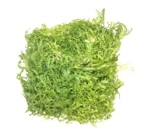 Endive Lettuce - each