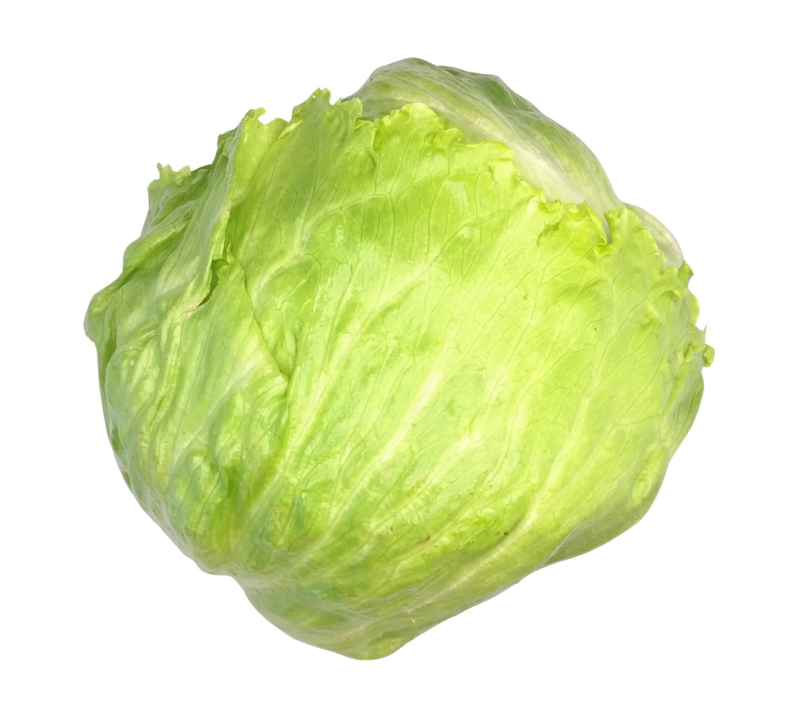 Iceberg Lettuce (tray) - avg. 10-12
