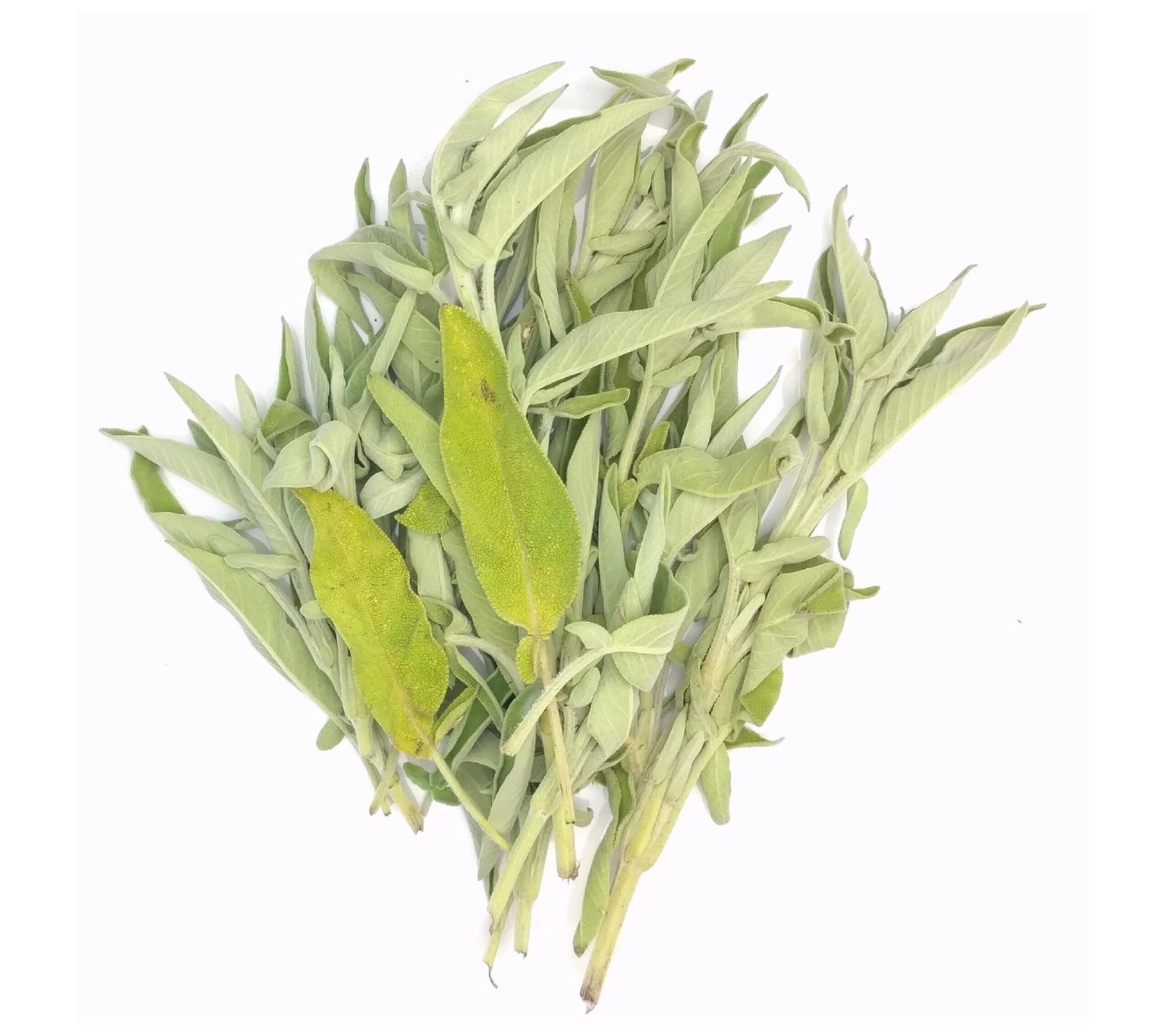 Fresh Sage - 30x100g