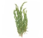Fresh Rosemary - 30x100g