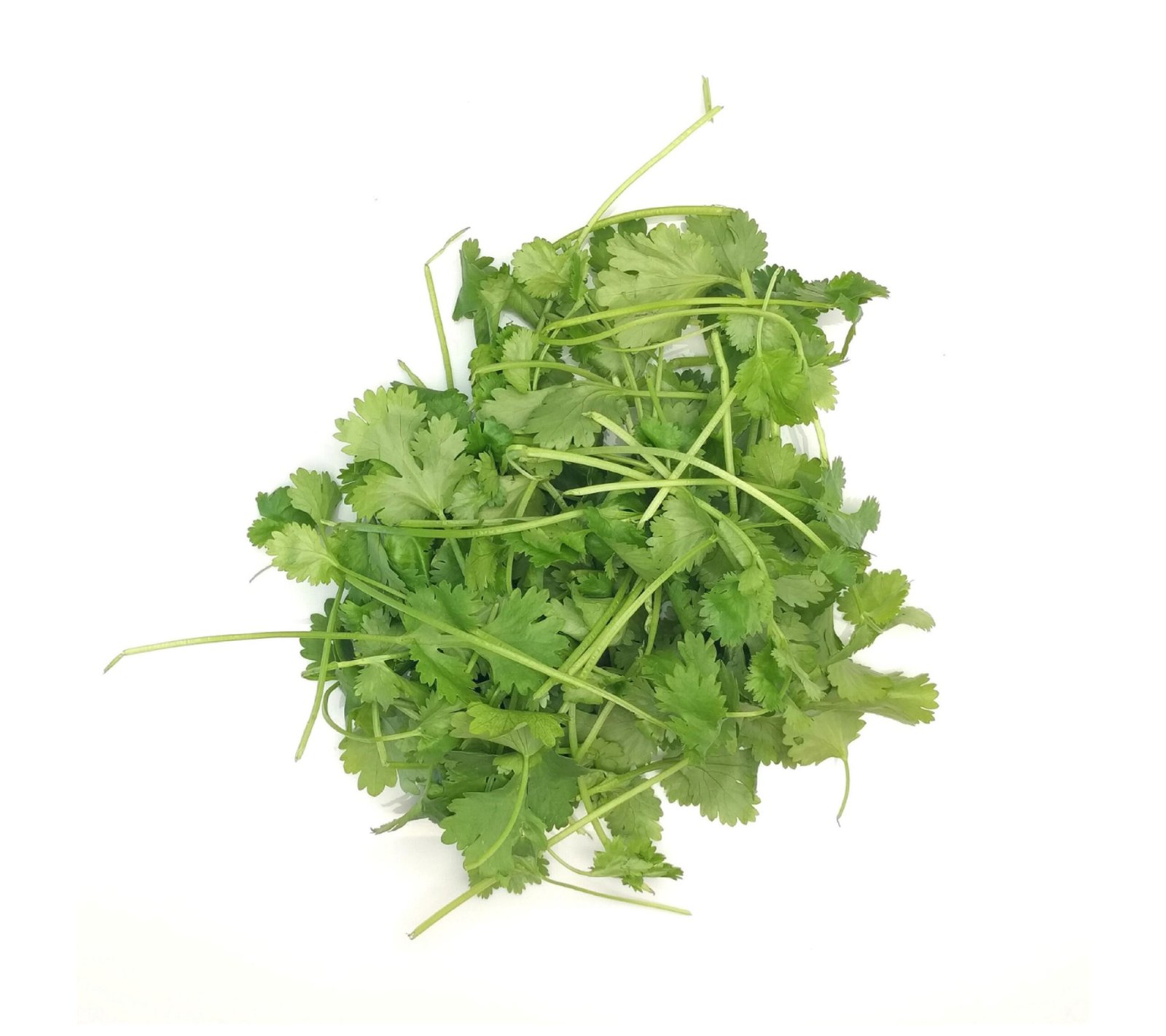 Fresh Coriander - 30x100g