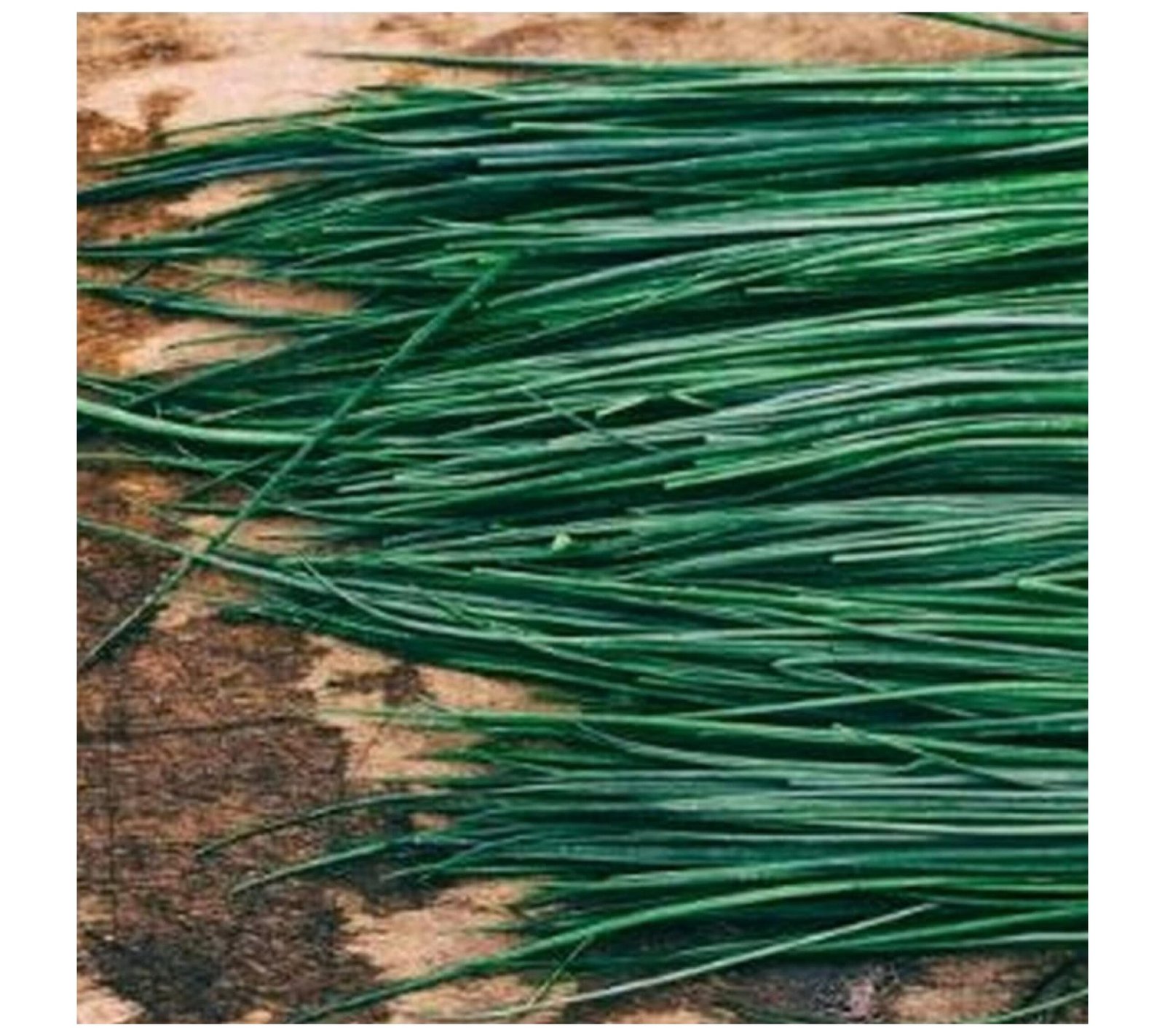 Fresh Chives - 30x100g - Image 2