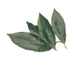 Fresh Bay Leaves - 100g