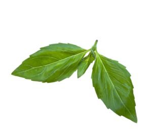 Fresh Basil - 100g