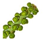 Brussels Sprouts on Stalk - each