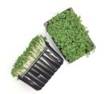 Mustard Cress Punnet - 16x80g