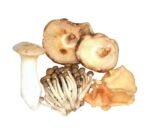 Mushroom Wild Exotic Mix  - 500g