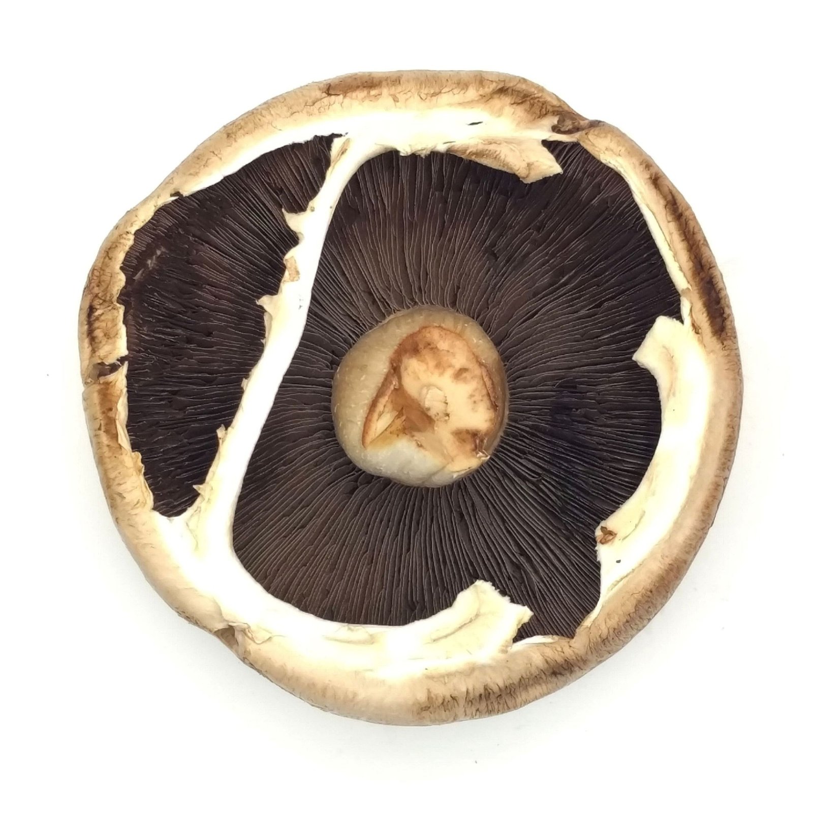 Portobello Mushroom Box - 1.5kg